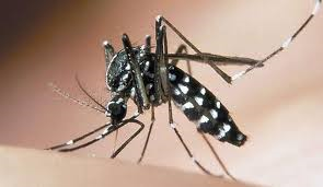 Misure di lotta per il contenimento delle malattie trasmesse da insetti vettori ed in particolare dalla Zanzara Tigre